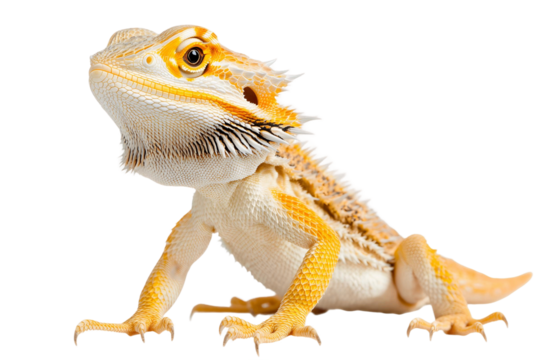 bearded dragon lizard on transparent background