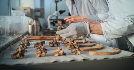 Two archaeologists work in advanced archaeological lab. Mature scientist shows fossil bones of...