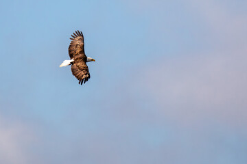 Bald Eagle (Haliaeetus leucocephalus) adult, flying in a blue sky with copy space