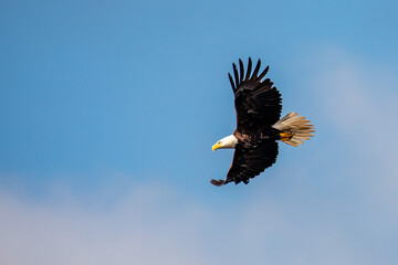 Bald Eagle (Haliaeetus leucocephalus) adult, flying in a blue sky with copy space