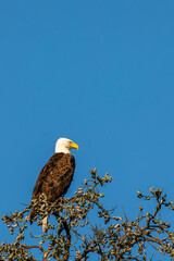 Bald Eagle (Haliaeetus leucocephalus) adult, perched in a Wisconsin dead tree with copy space