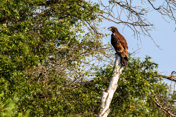 Bald Eagle (Haliaeetus leucocephalus) juvenile, perched in a dead tree screaming with its mouth open