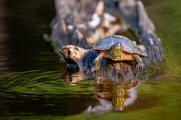 Fototapeta premium Western Painted Turtle (Chrysemys picta) crawling on a log in summer