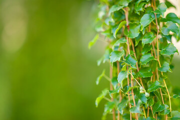 Fototapeta premium Growing green ivy on blurred wall of leaves for a natural background.