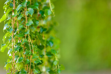Growing green ivy on blurred wall of leaves for a natural background.