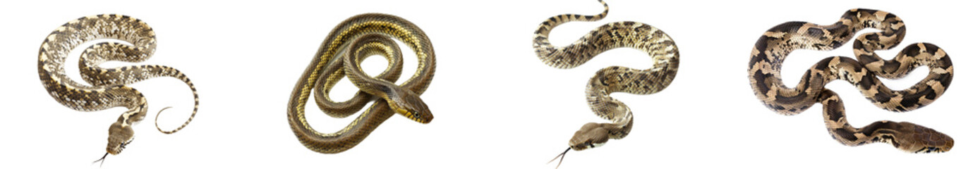 Fototapeta premium Epicrates cenchria, rainbow boa, sniffing its tongue out on white background