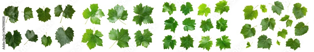 Poster Isolated grape leaf with full depth of field on a white background