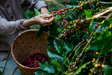 An old woman pick ripe coffee beans collect in basket.