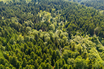 Obraz premium Aerial drone shot of a summer forest with vibrant green trees and a road meandering through.