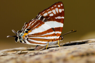 Butterfly White Punch, Dodona deodata, drinking water on a rock, Thailand