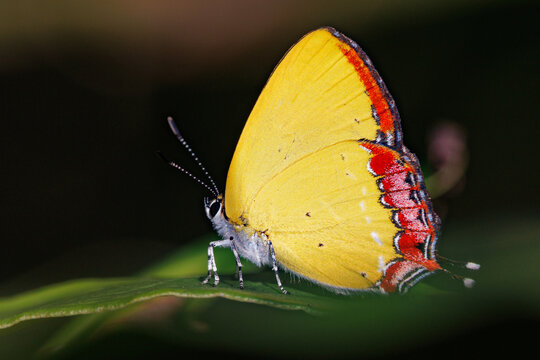 Little butterfly from Genus Heliophorus standing on a grass