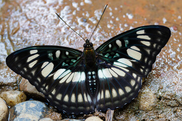 Blackvein Sergeant, Athyma ranga gathering water in the mud, Thailand