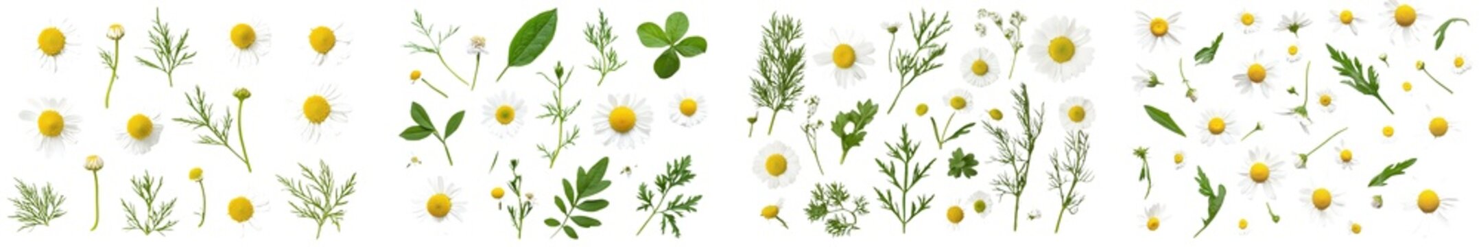 White daisy in bloom. Chamemelum nobile herbal medicine plant in bloom. Chamomile flowers, buds, and leaves isolated transparent png.