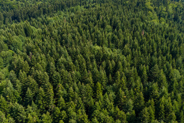 Aerial view of a lush green forest with a road running through it, captured in summer.