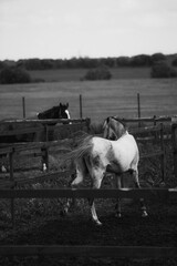 A black and white photograph of two horses grazing in a paddock on a farm during a summer day. The scene shows the beauty of agriculture and the importance of livestock.