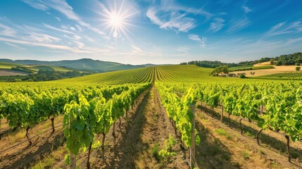 Fototapeta premium The Vineyard Under Bright Sun