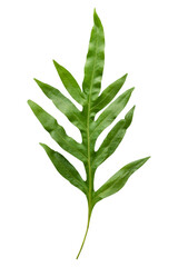 PNG Doryopteris nobilis leaves, collage element, transparent background