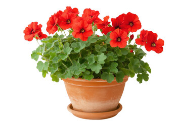A vibrant potted plant with red flowers, perfect for home decor or gardening enthusiasts.