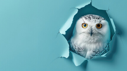 cute snowy owl peeking through a hole in a blue paper wall