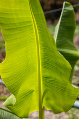 Banana tree in Brazil