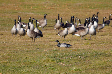 Brant or brent goose ( Branta bernicla) with flock of Canada geese (Branta canadensis). Brant is ...