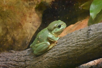 frog on a branch