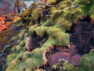 Beautiful Bright Green moss grown up cover the rough stones and on the floor in the forest. Show with macro view. Rocks full of the moss texture in nature for wallpaper. portrait focus