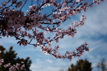 Cherry blossom Sakura 