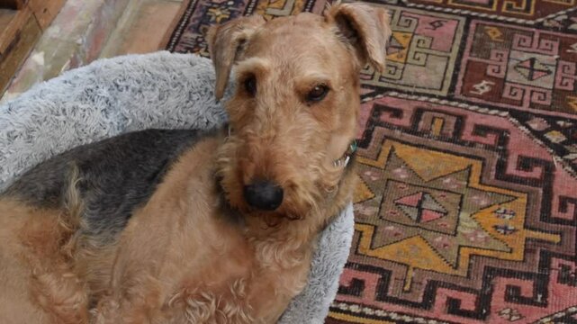 Airedale terrier dog with cute look is falling asleep in her bed at home.