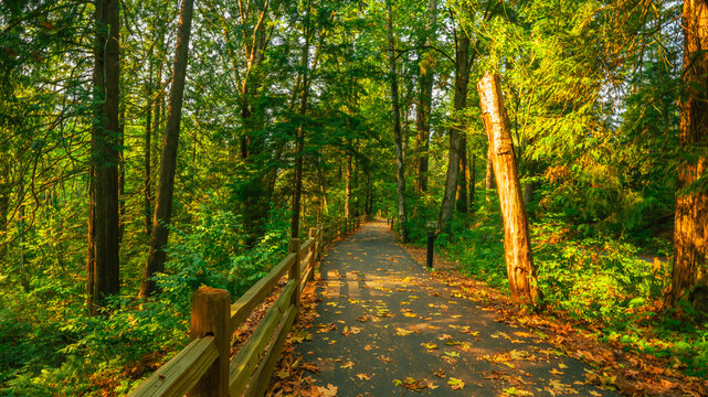 Fallen leaves foretell the imminent arrival of Fall at a BC public park.