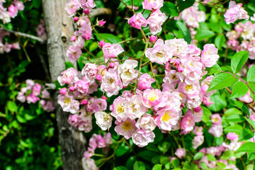 Bush with many delicate white and pink roses in full bloom and green leaves in a garden in a sunny summer day, beautiful outdoor floral background photographed with soft focus.