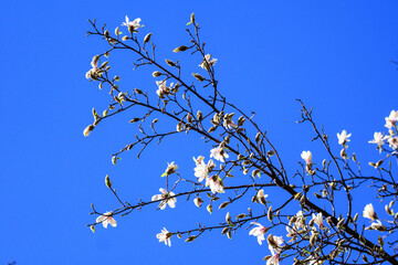 Many delicate white magnolia flowers in full bloom on tree branches towards clear blue sky, in a garden in a sunny spring day, beautiful outdoor floral background.