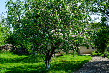 Large old quince tree with white flowers and green leaves in full bloom with blurred background in a garden in a sunny spring day, beautiful Japanese cherry blossoms floral background, sakura