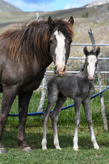 Obraz premium Mare and foal