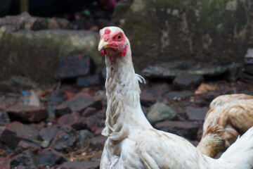 Village Chicken with White Feathers Facing the Camera
