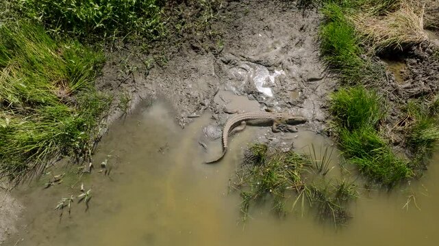 Aerial view of a crocodile in its natural habitat among mud and grass, Darwin, Australia.