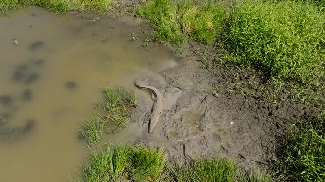Aerial view of a crocodile in its natural habitat among mud and grass, Darwin, Australia.