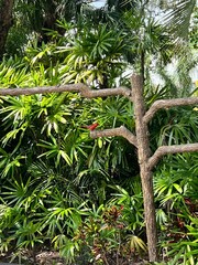 Fototapeta premium Red Male Cardinal 