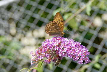 Silver-washed Fritillary (Argynnis paphia) butterfly sitting on summer lilac in Zurich, Switzerland