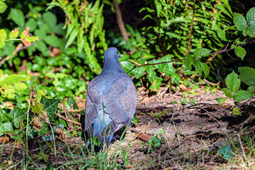 Woodpigeon