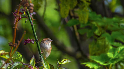 House Sparrow