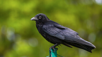 Crow