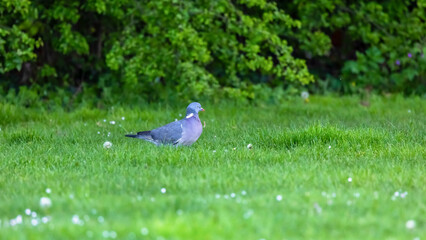Woodpigeon 