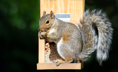 Portrait of a grey squirrel eating nut on a squirrel feeder