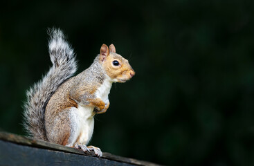 Portrait of a cute grey squirrel standing on a garden fence