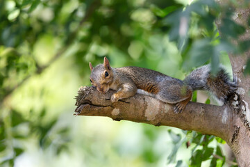 Portrait of a cute grey squirrel lying on a ash tree branch