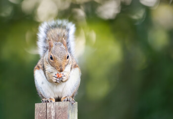 Portrait of a cute grey squirrel eating nuts on a garden fence post