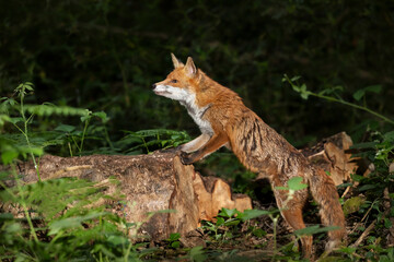 Portrait of a red fox standing on a log in the forest