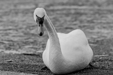 swan