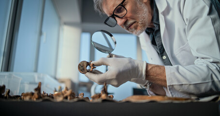 Mature scientist works with specimen collection of fossil remains in archaeological laboratory....